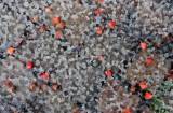   &raquo; Click to zoom ->